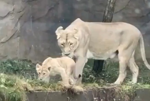 【動画】虎さん、アホすぎる