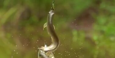 【動画】魚さん、ヘビを食おうと飛び出すも大ピンチ！仲間が駆けつけ救う