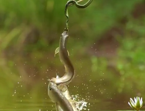 【動画】魚さん、ヘビを食おうと飛び出すも大ピンチ！仲間が駆けつけ救う