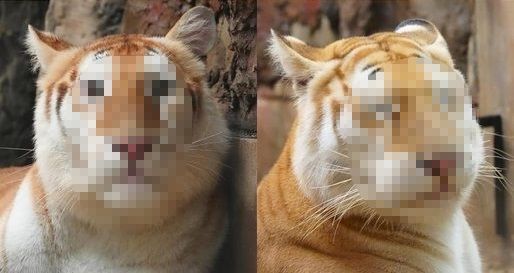 【画像】弱そうなトラ、見つかる