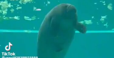 【動画】自分のうんちを食べたアザラシさん、秒で逝くｗｗｗｗｗｗｗｗｗｗｗｗ