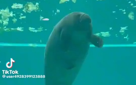【動画】 自分のう○ちを食べたアザラシさん、秒で逝くｗｗｗｗｗｗｗｗｗｗｗｗ