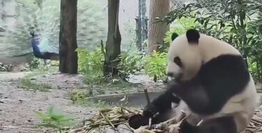 【動画】パンダさんブチ切れるwwwwwwwwwwwwwwwwwwwwwwwwwwwwwwwwwwwwwwwwww