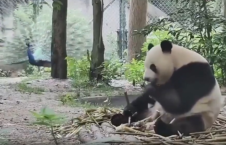 【動画】パンダさんブチ切れるwwwwwwwwwwwwwwwwwwwwwwwwwwwwwwwwwwwwwwwwww
