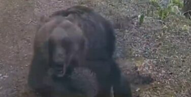 【動画】ヒグマのスピード、ガチのマジでヤバい