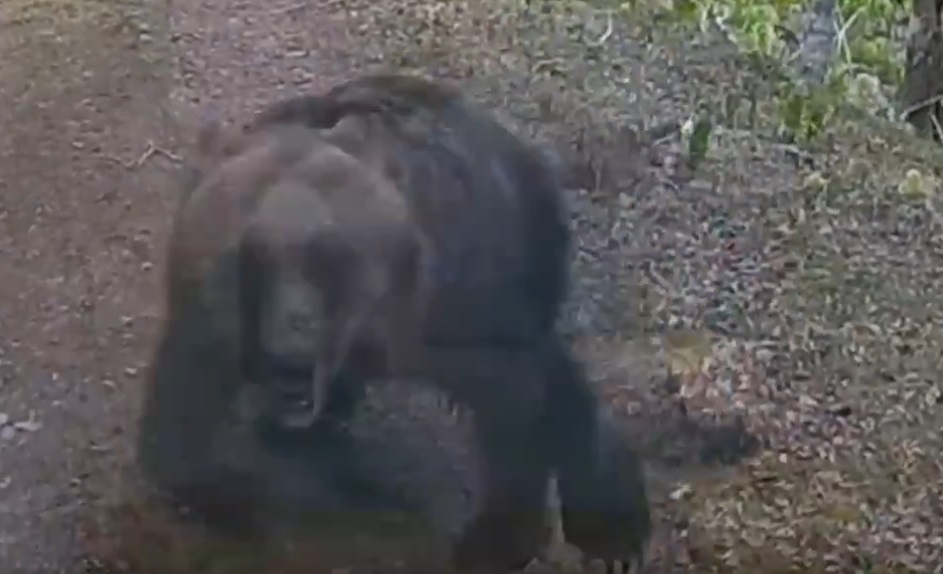 【動画】ヒグマのスピード、ガチのマジでヤバい