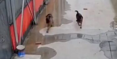 【動画】アホ犬、穴に落ちる