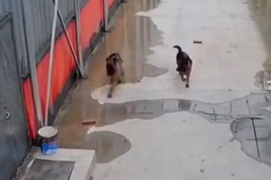 【動画】アホ犬、穴に落ちる