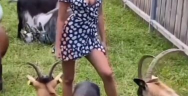【動画】アルプスの少女、エッチだった