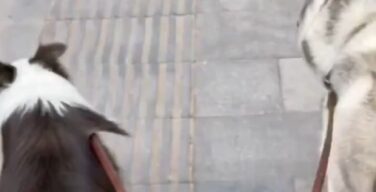 【動画】イッヌ、賢いがすぎる