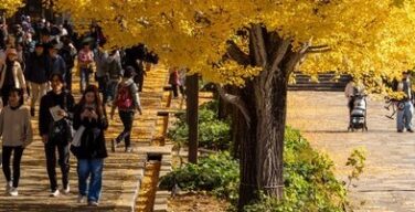 【画像】イチョウの木、バグるｗｗｗｗｗｗｗｗｗｗｗｗｗｗｗｗｗｗｗｗｗｗ