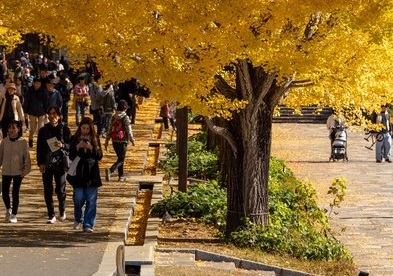 【画像】イチョウの木、バグるｗｗｗｗｗｗｗｗｗｗｗｗｗｗｗｗｗｗｗｗｗｗ