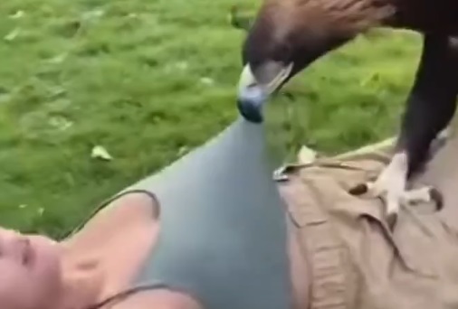 【動画】スケベ鳥、おっぱいを見たくて頑張る