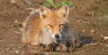 【画像】キツネとか言う激可愛い生き物www