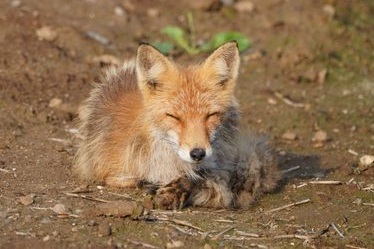 【画像】キツネとか言う激可愛い生き物www