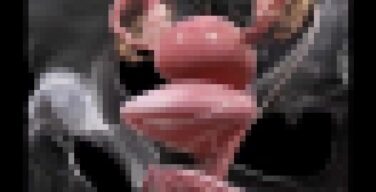 【画像】クリトリスの全体像www