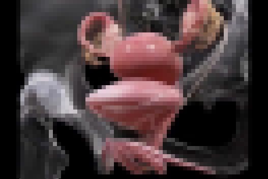 【画像】クリトリスの全体像www